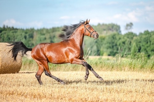 Focení koní - Eliška Kadlecová | Profesionální fotograf Hradec Králové